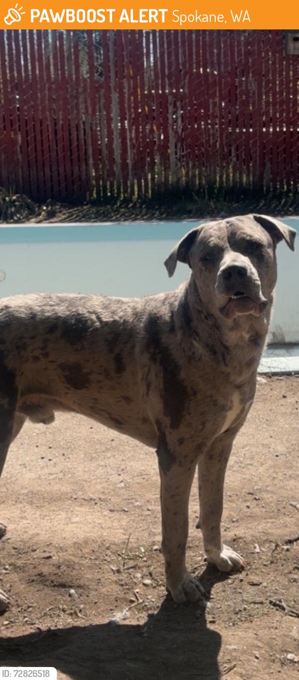 Found/Stray Male Dog last seen Franklin park, Spokane, WA 99205