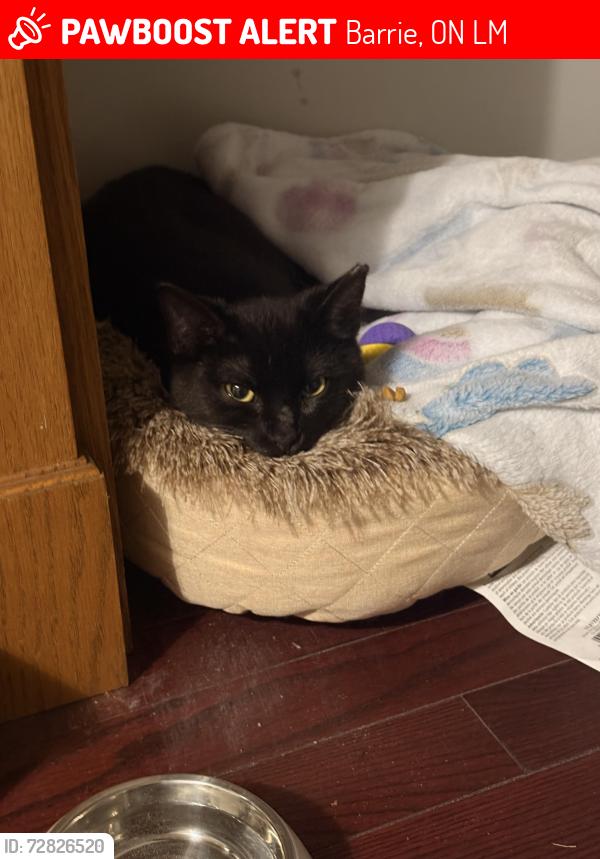 Lost Male Cat last seen Marjoy ave , Barrie, ON L4M