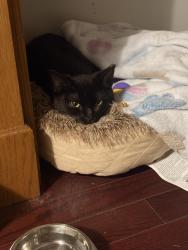 Lost Male Cat last seen Marjoy ave , Barrie, ON L4M