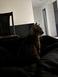 Lost Female Cat last seen Midtown Towers apmts, Parma, OH 44134