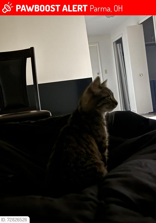 Lost Female Cat last seen Midtown Towers apmts, Parma, OH 44134