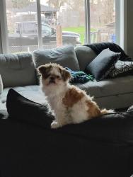 Lost Male Dog last seen Theirman , Spokane Valley, WA 99212