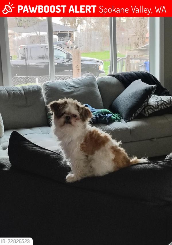 Lost Male Dog last seen Theirman, Spokane Valley, WA 99212