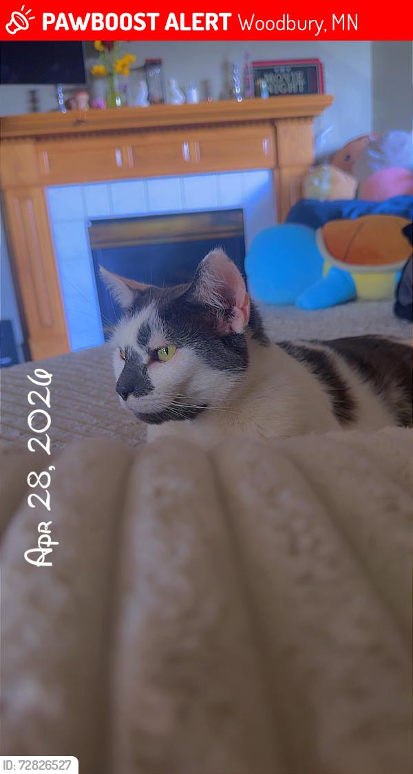 Lost Male Cat last seen Princeton st, Woodbury, MN 55125
