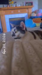 Lost Male Cat last seen Princeton st, Woodbury, MN 55125