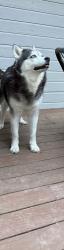Lost Male Dog last seen Montcrest Drive , Chattanooga, TN 37416