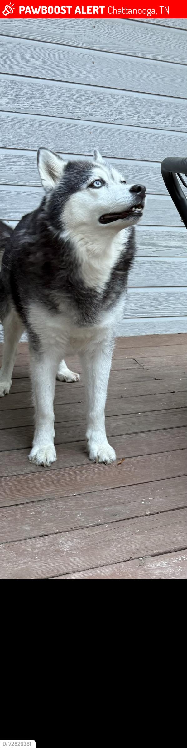 Lost Male Dog last seen Montcrest Drive , Chattanooga, TN 37416