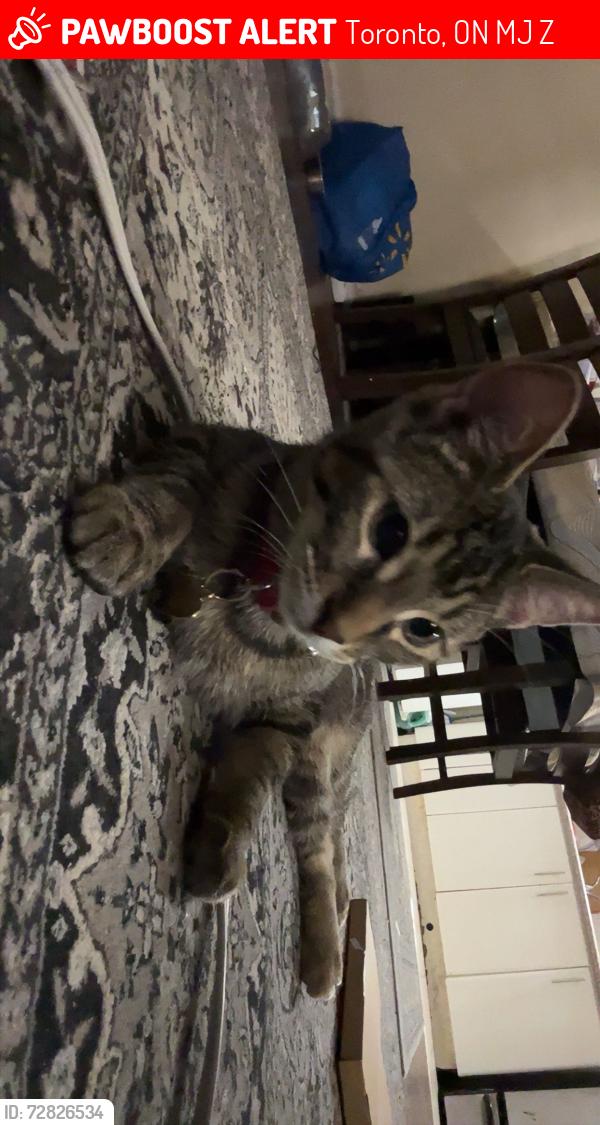 Lost Female Cat last seen Eglinton av est and danford rd, Toronto, ON M1J 1Z5