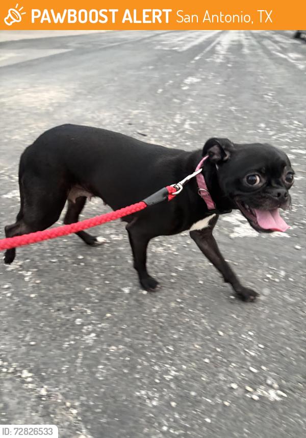 Found/Stray Female Dog last seen HEB on Olmos, San Antonio, TX 78212