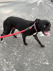 Found/Stray Female Dog last seen HEB on Olmos, San Antonio, TX 78212