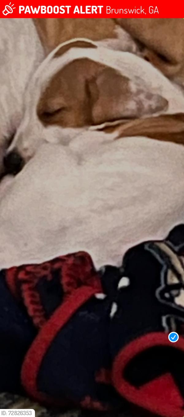 Lost Male Dog last seen Dollar general by Beverly shores neighborhood , Brunswick, GA 31525