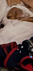 Lost Male Dog last seen Dollar general by Beverly shores neighborhood , Brunswick, GA 31525
