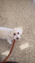 Reunited Male Dog last seen Harness, Spring Valley, CA 91977