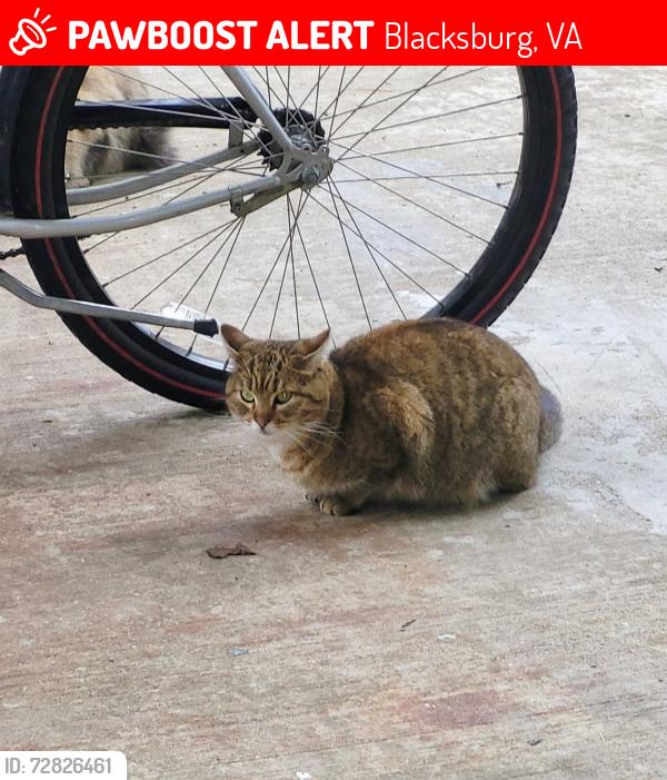 Lost Female Cat last seen North Main and Patrick Henry Drive - across from Food Lion., Blacksburg, VA 24060