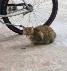 Lost Female Cat last seen North Main and Patrick Henry Drive - across from Food Lion., Blacksburg, VA 24060