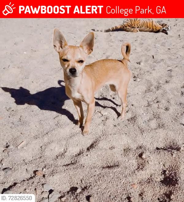 Lost Female Dog last seen College park Atlanta GA, College Park, GA 30349