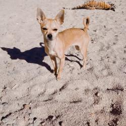 Lost Female Dog last seen College park Atlanta GA, College Park, GA 30349
