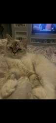 Lost Female Cat last seen Yacht club  Shamrock, South Venice, FL 34293