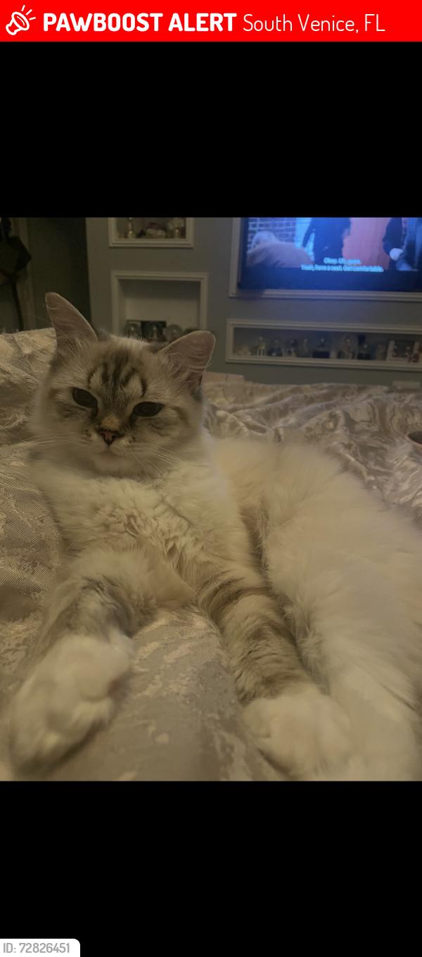 Lost Female Cat last seen Yacht club  Shamrock, South Venice, FL 34293
