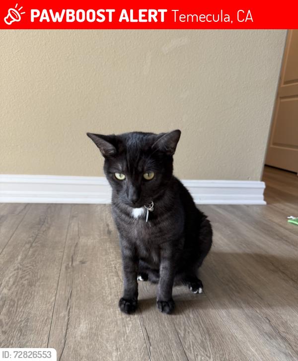 Lost Male Cat last seen Saddleback Ct and Starpoint St, Temecula, CA 92592