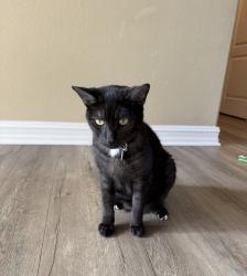 Lost Male Cat last seen Saddleback Ct and Starpoint St, Temecula, CA 92592