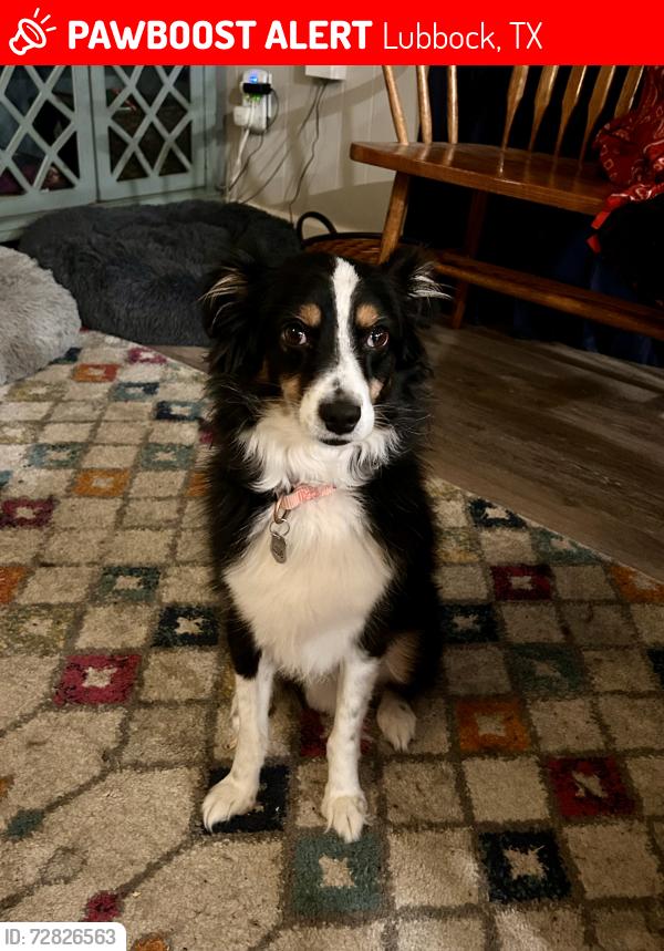 Lost Male Dog last seen 77th and Frankford/Chicago Ave, Lubbock, TX 79424