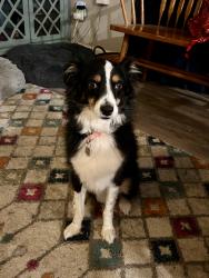 Lost Male Dog last seen 77th and Frankford/Chicago Ave, Lubbock, TX 79424