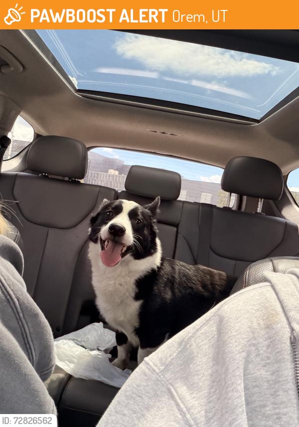 Found/Stray Male Dog last seen Mountain View High School, Orem, Utah, Orem, UT 84058
