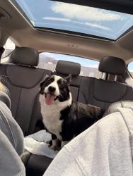 Found/Stray Male Dog last seen Mountain View High School, Orem, Utah, Orem, UT 84058