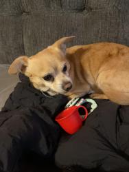 Lost Male Dog last seen Vermont and 66th Street Los Angeles, CA 90044, Los Angeles, CA 90044