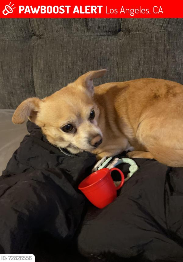 Lost Male Dog last seen Vermont and 66th Street Los Angeles, CA 90044, Los Angeles, CA 90044
