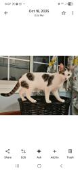 Lost Female Cat last seen Grand and Old Mill Rd, Riverside, CA 92504