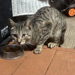 Found/Stray Unknown Cat last seen 24th Street & 39th Ave , Sacramento, CA 95824