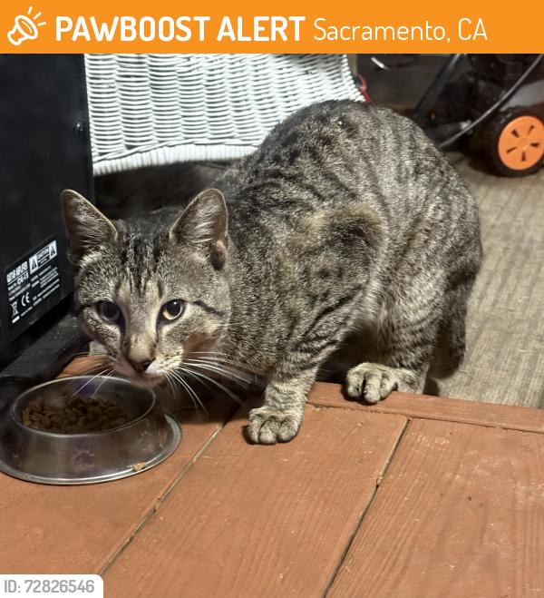 Found/Stray Unknown Cat last seen 24th Street & 39th Ave , Sacramento, CA 95824
