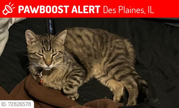 Lost Male Cat last seen Oakley signs and graphics, Des Plaines, IL 60016