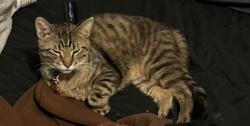 Lost Male Cat last seen Oakley signs and graphics, Des Plaines, IL 60016