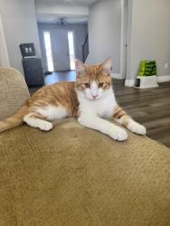 Lost Male Cat last seen Keil drive, Chatham, ON N7M 0V1