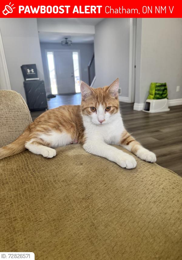Lost Male Cat last seen Keil drive, Chatham, ON N7M 0V1