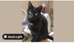 Lost Female Cat last seen Hendricks Store Road, Bedford County, VA 24121