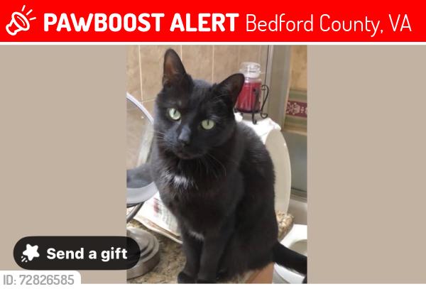 Lost Female Cat last seen Hendricks Store Road, Bedford County, VA 24121