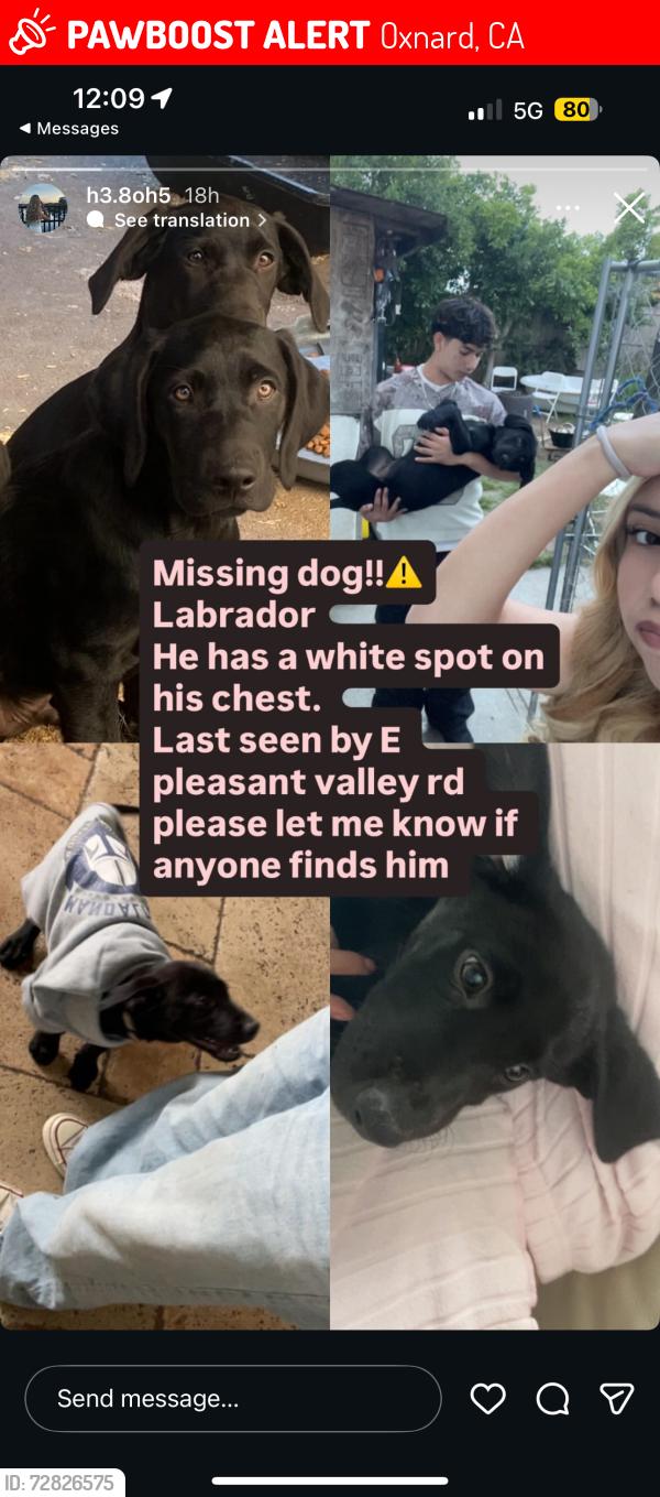 Lost Male Dog last seen Pleasent valley and old rd , Oxnard, CA 93033