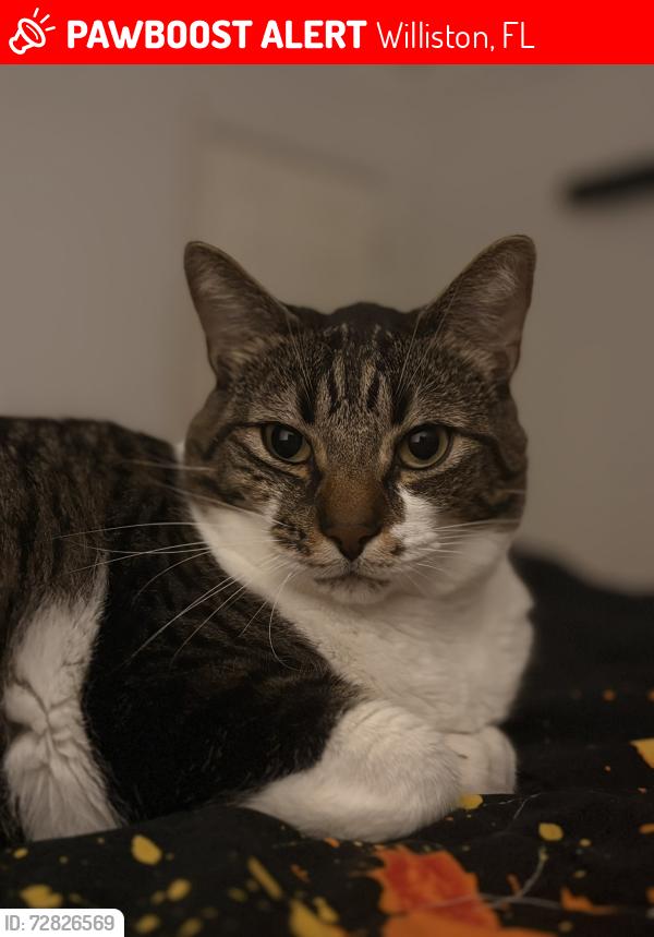 Lost Male Cat last seen Near NE 142nd Ct, Williston Fl, Williston, FL 32696