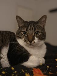 Lost Male Cat last seen Near NE 142nd Ct, Williston Fl, Williston, FL 32696