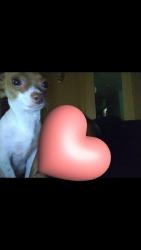 Lost Female Dog last seen Church and maple, Fresno, CA 93725