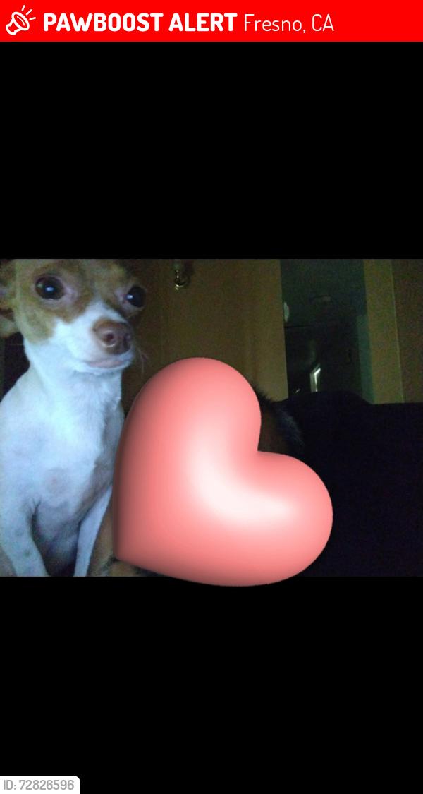 Lost Female Dog last seen Church and maple, Fresno, CA 93725