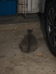 Found/Stray Male Cat last seen Dorchester drive, Nichols Hills, OK 73114