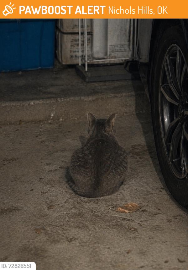 Found/Stray Male Cat last seen Dorchester drive, Nichols Hills, OK 73114