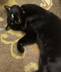 Lost Male Cat last seen 3rd ave, Lacey, WA 98503