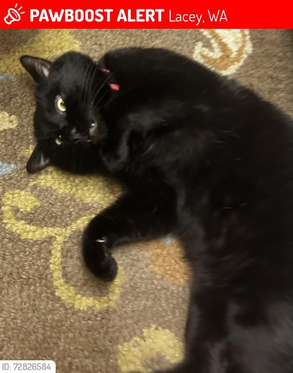 Lost Male Cat last seen 3rd ave, Lacey, WA 98503