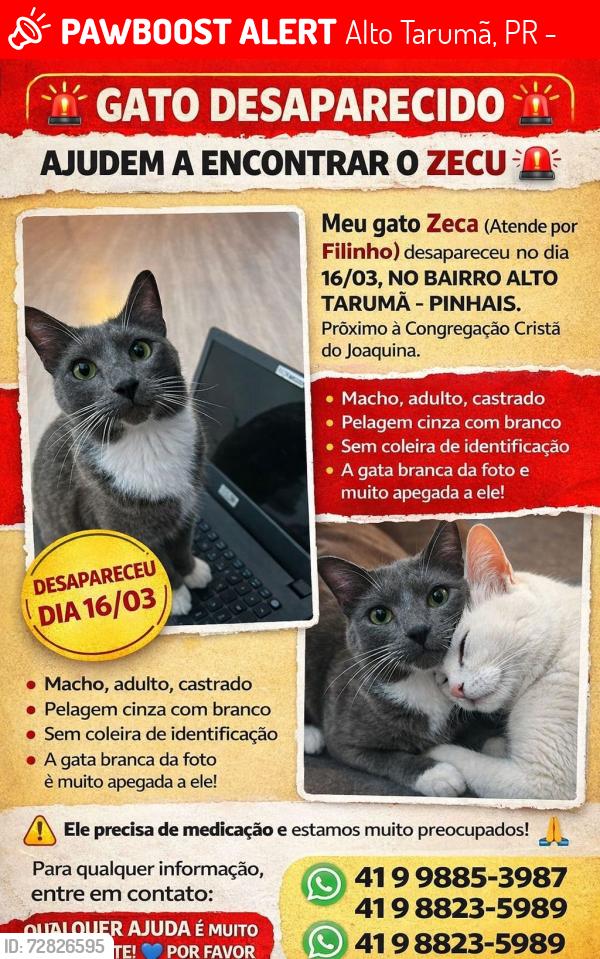 Lost Male Cat last seen Rua Daniel schulz , Alto Tarumã, PR 83325-604